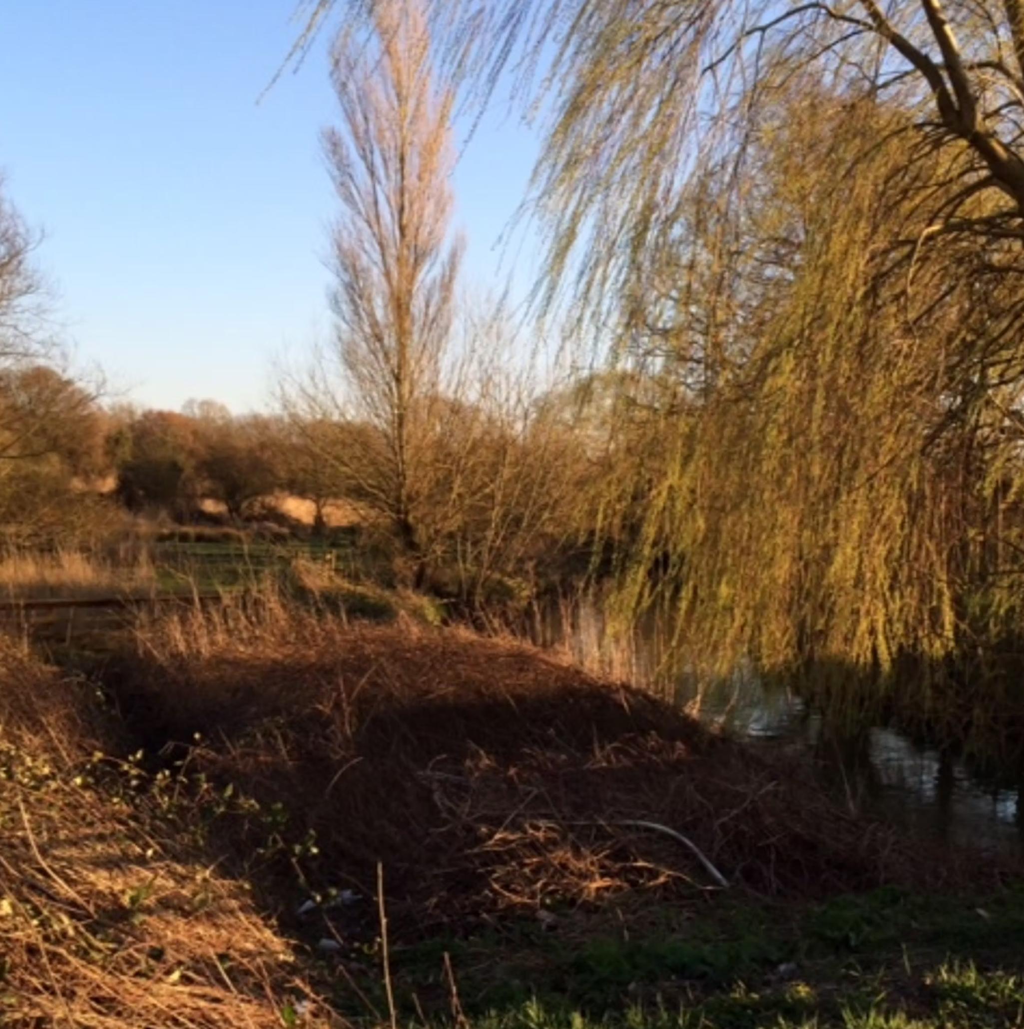 Semington-Brook-from-Baldham-Bridge